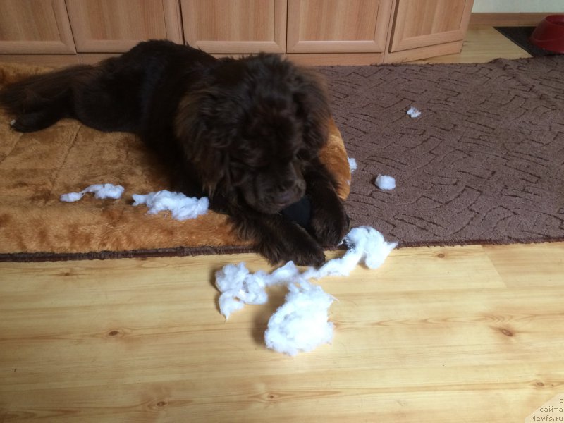 Фото: ньюфаундленд Ньюфорт Васаби