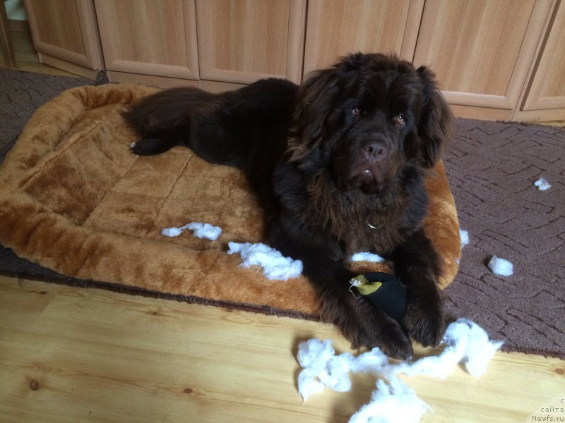 Фото: ньюфаундленд Ньюфорт Васаби