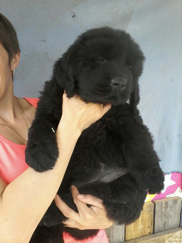 Фото: ньюфаундленд Браунблад МСК Вина Коррайн