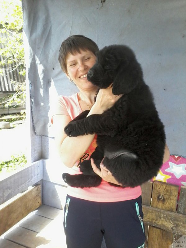 Фото: ньюфаундленд Браунблад МСК Вина Коррайн