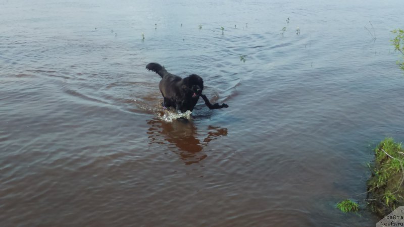 Фото: ньюфаундленд Эклипс Мун