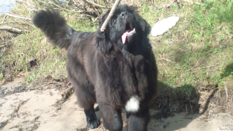 Фото: ньюфаундленд Эклипс Мун