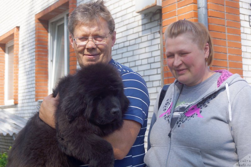 Фото: ньюфаундленд Енигматик Кингд Алпине Фловер (Enigmatic kingd Alpine Flower)