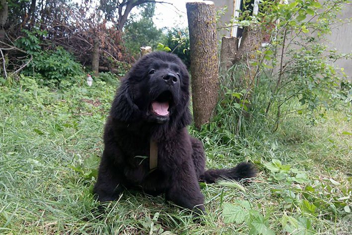 Фото: ньюфаундленд Знатная Дама с Берега Дона (Znatnaya Dama s Berega Dona)