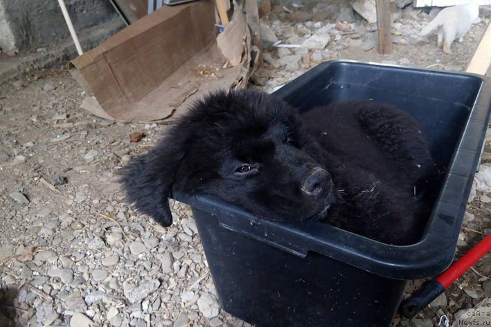 Фото: ньюфаундленд Знатная Дама с Берега Дона (Znatnaya Dama s Berega Dona)