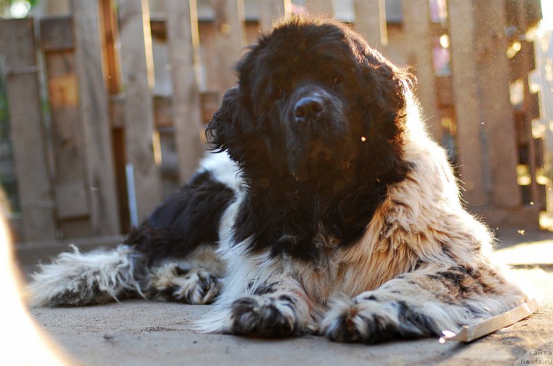 Фото: ньюфаундленд Флюфи Аваланч Смалл Стар Вилл Оутшине Алл (Fluffy Avalancn Small Star Will Outshine All)