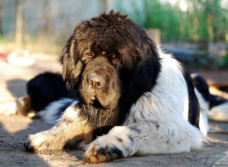 Фотография № 207785