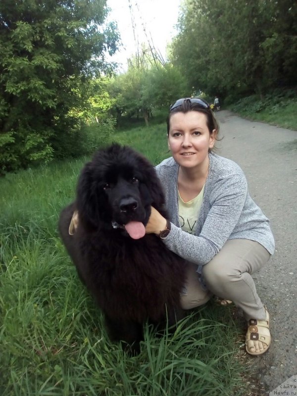 Фото: ньюфаундленд Этернити оф Хеппиенс