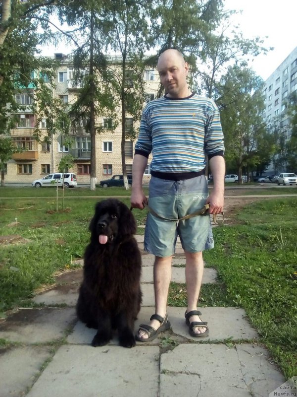 Фото: ньюфаундленд Этернити оф Хеппиенс