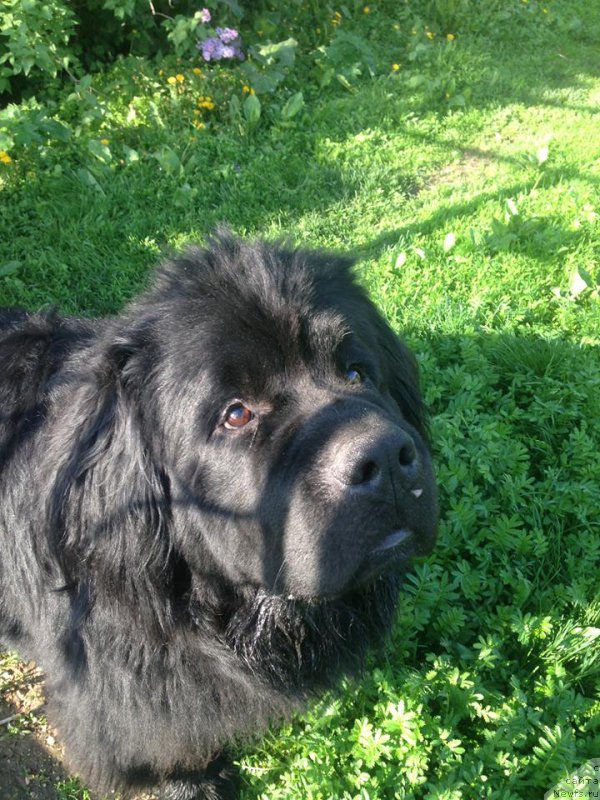 Фото: ньюфаундленд Алекс Хугги Беар Тика