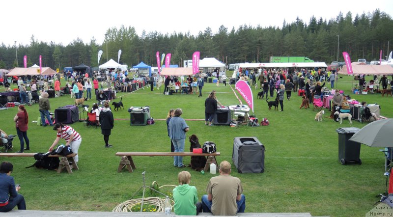 Фото: ньюфаундленд Акватория Келвин Хизер Хани (Aquatoriya Kelvin Heather Honey)