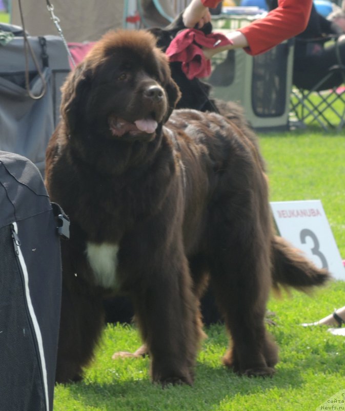Фото: ньюфаундленд Акватория Келвин Хизер Хани (Aquatoriya Kelvin Heather Honey)