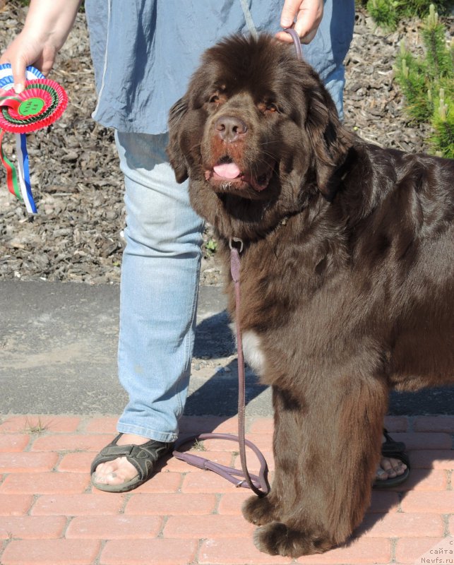 Фото: ньюфаундленд Акватория Келвин Хизер Хани (Aquatoriya Kelvin Heather Honey)