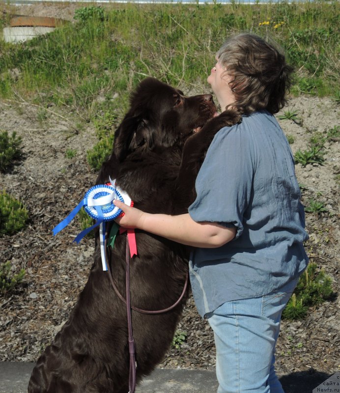 Фото: ньюфаундленд Акватория Келвин Хизер Хани (Aquatoriya Kelvin Heather Honey), Екатерина Бенкен