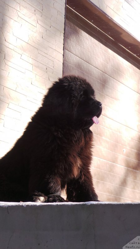 Фото: ньюфаундленд Вип Коллекшн Алания