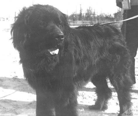 Фото: ньюфаундленд Гильяс Ричард