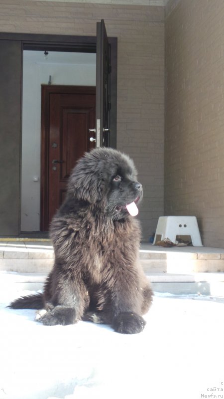 Фото: ньюфаундленд Вип Коллекшн Алания