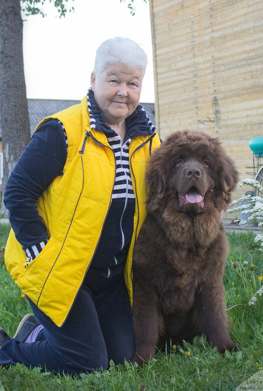 Фото: ньюфаундленд Браунблад МСК Сидни Свитин Санлайт