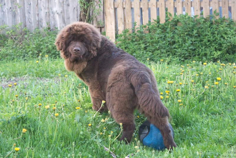 Фото: ньюфаундленд Браунблад МСК Сидни Свитин Санлайт
