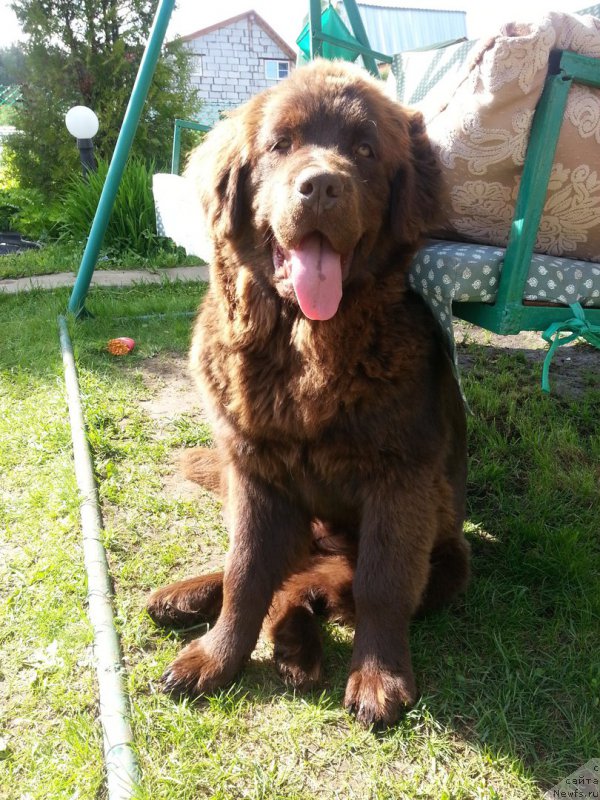 Фото: ньюфаундленд Браунблад МСК Сэмми Лесс