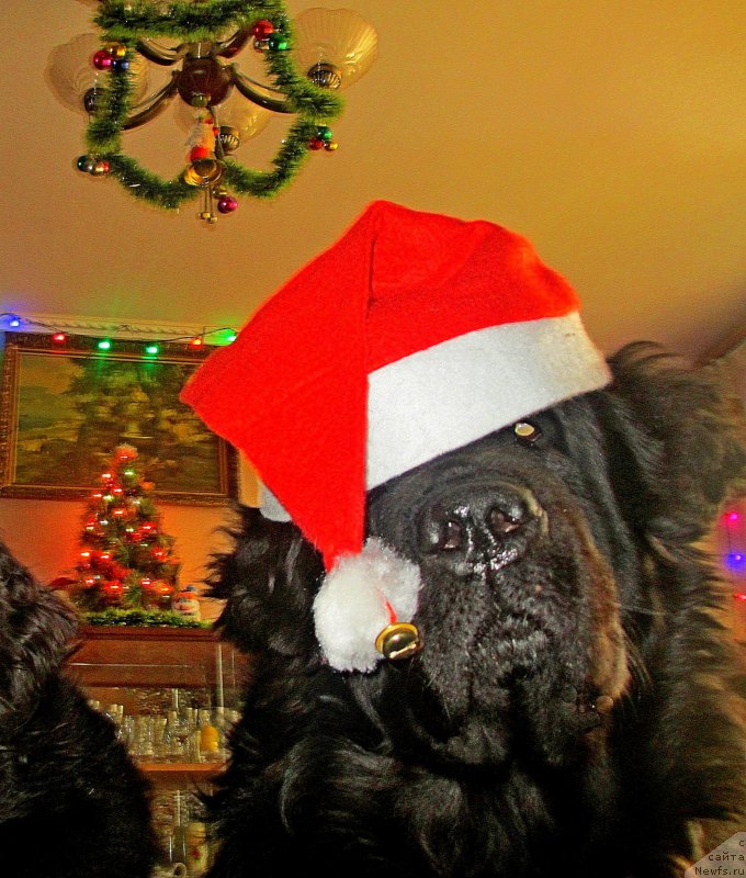 Фото: ньюфаундленд Сент Джонс Улла для Кара Аюлар (Sent Djons Ulla for Kara Ayular)