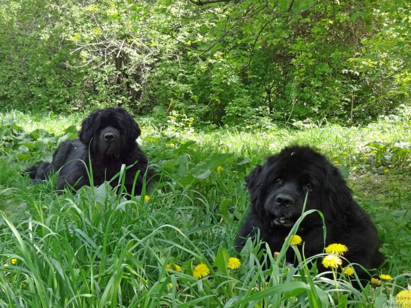 Фото: ньюфаундленд Женевьев Гарни Ледэн, ньюфаундленд Сент Джонс Улла для Кара Аюлар (Sent Djons Ulla for Kara Ayular)