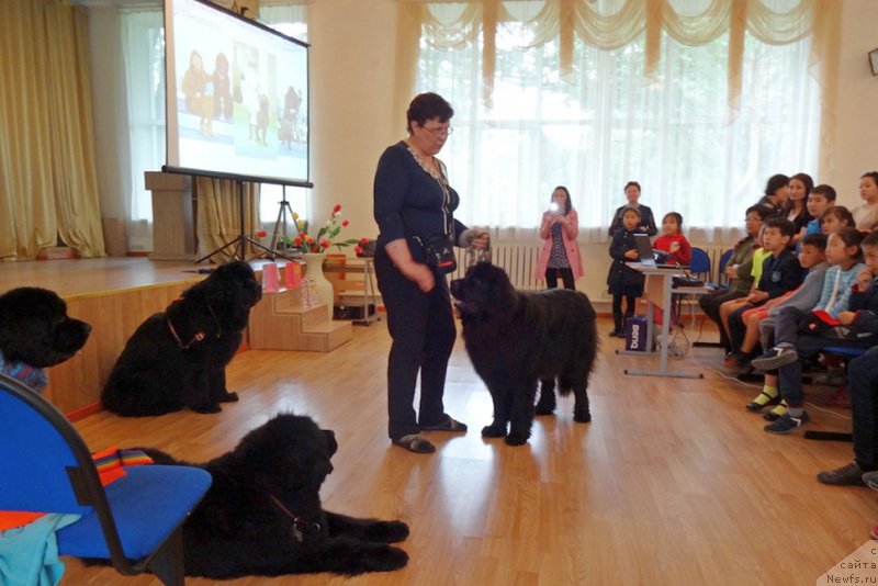 Фото: ньюфаундленд Женевьев Гарни Ледэн, ньюфаундленд Сент Джонс Улла для Кара Аюлар (Sent Djons Ulla for Kara Ayular), ньюфаундленд Ньюфорт Дивная Диана, ньюфаундленд Кипер Соул Есаул (Keeper Soul Esaul)