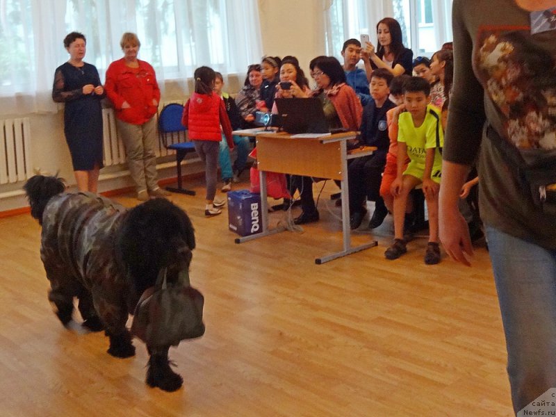 Фото: ньюфаундленд Сент Джонс Улла для Кара Аюлар (Sent Djons Ulla for Kara Ayular)