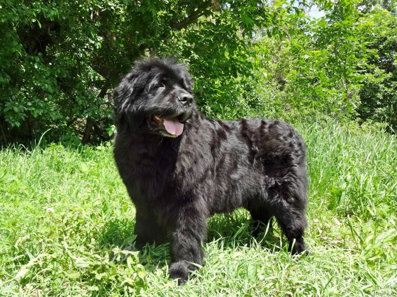 Фото: ньюфаундленд Женевьев Гарни Ледэн