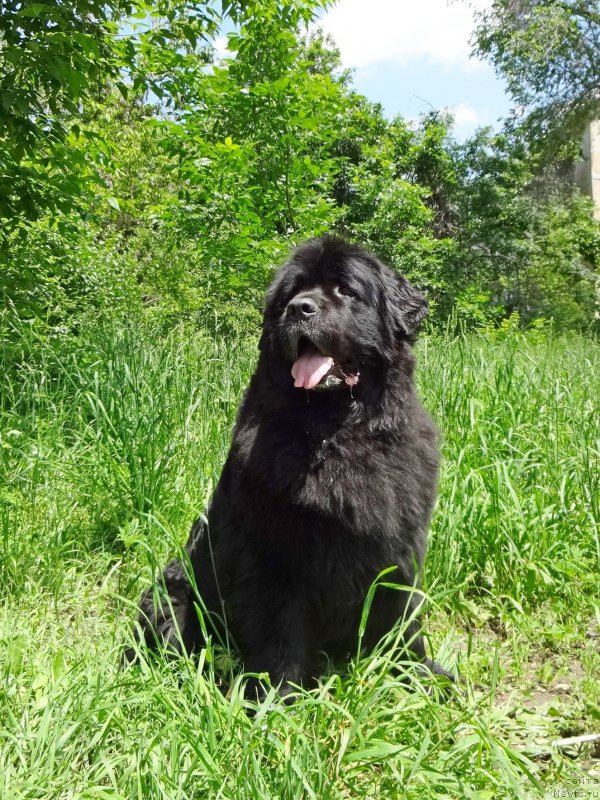 Фото: ньюфаундленд Женевьев Гарни Ледэн