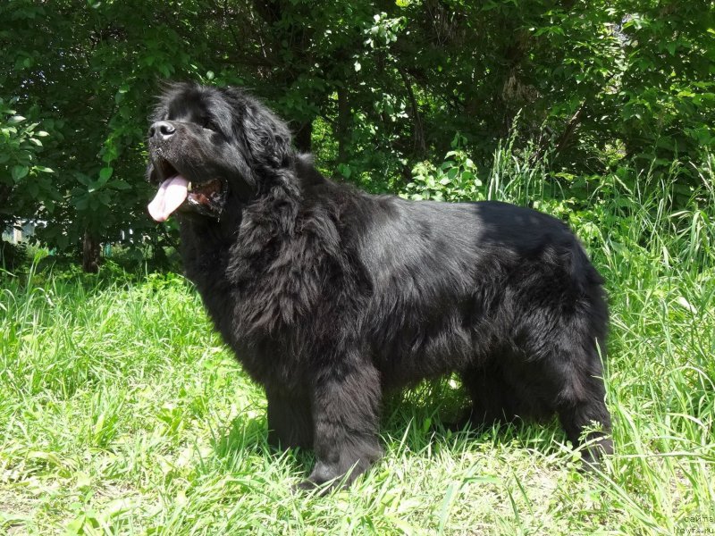 Фото: ньюфаундленд Сент Джонс Улла для Кара Аюлар (Sent Djons Ulla for Kara Ayular)