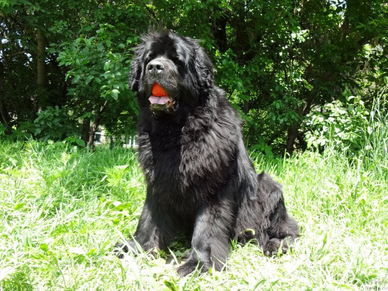 Фото: ньюфаундленд Сент Джонс Улла для Кара Аюлар (Sent Djons Ulla for Kara Ayular)