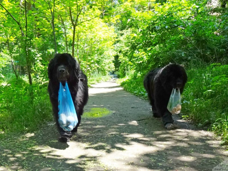 Фото: ньюфаундленд Сент Джонс Улла для Кара Аюлар (Sent Djons Ulla for Kara Ayular), ньюфаундленд Женевьев Гарни Ледэн