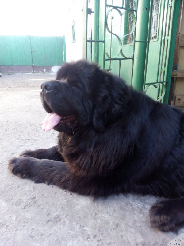 Фото: ньюфаундленд Сент Джонс Заура (Sent Djons Zaura)