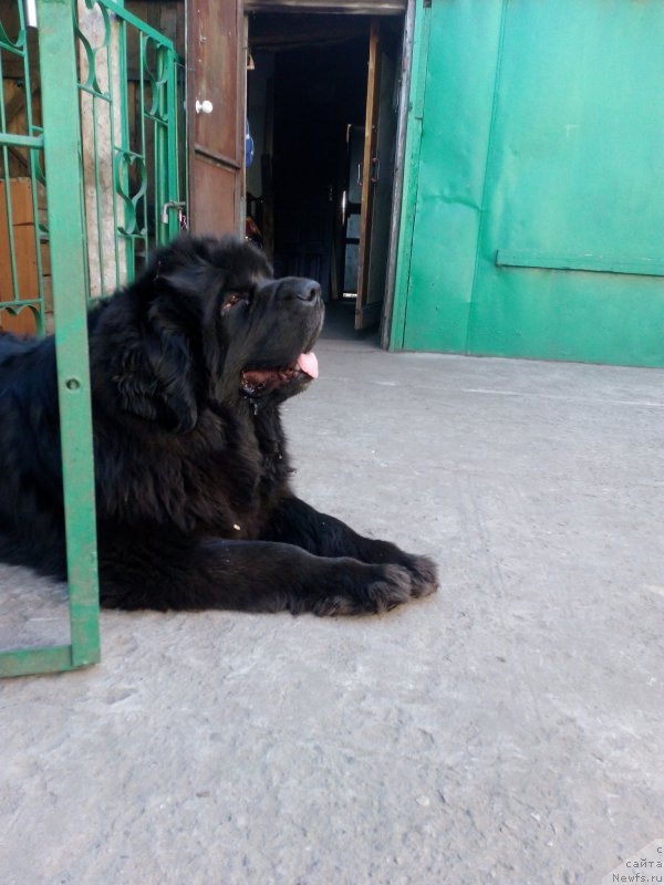 Фото: ньюфаундленд Сент Джонс Заура (Sent Djons Zaura)