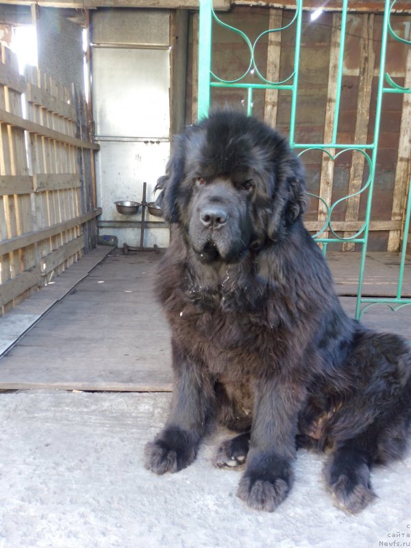 Фото: ньюфаундленд Сент Джонс Заура (Sent Djons Zaura)