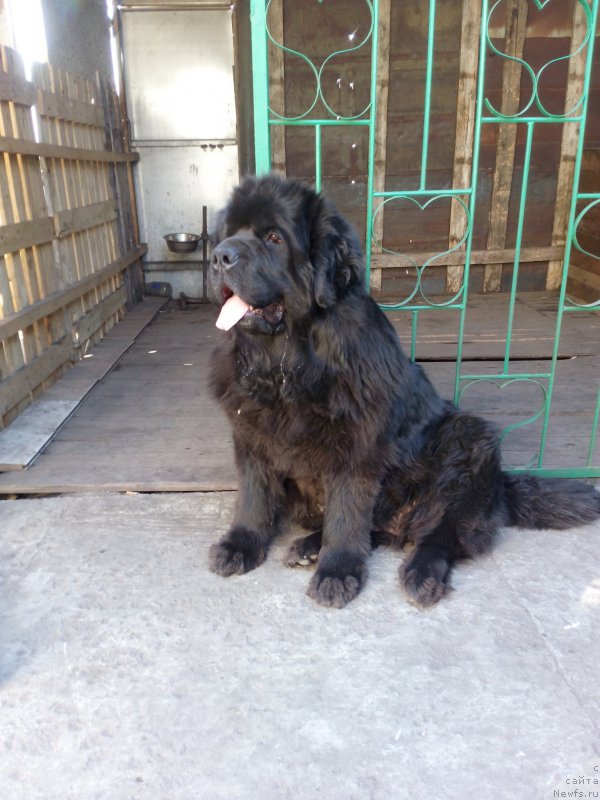 Фото: ньюфаундленд Сент Джонс Заура (Sent Djons Zaura)