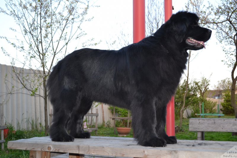 Фото: ньюфаундленд Талисман Моря Магия Волн