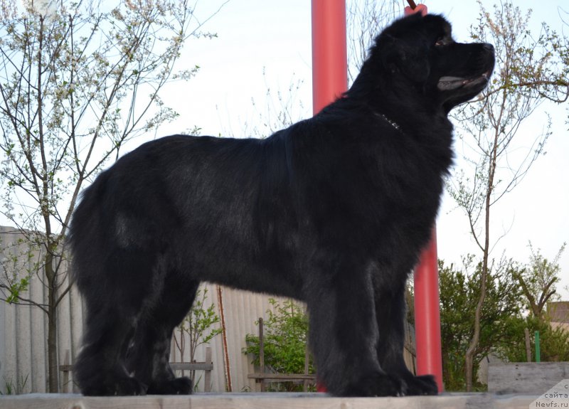 Фото: ньюфаундленд Талисман Моря Магия Волн