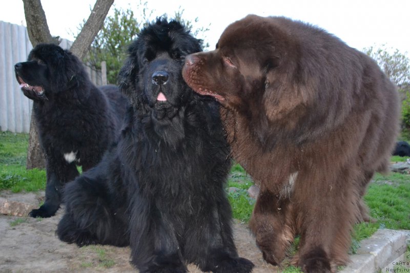 Фото: ньюфаундленд I'm Little Princess Midnight Bear, ньюфаундленд Акватория Келвин Риверданс (Aquatoriya Kelvin Riverdance)