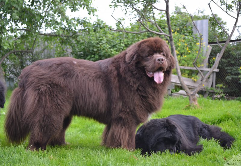 Фото: ньюфаундленд Акватория Келвин Риверданс (Aquatoriya Kelvin Riverdance), ньюфаундленд Талисман Моря Магия Волн