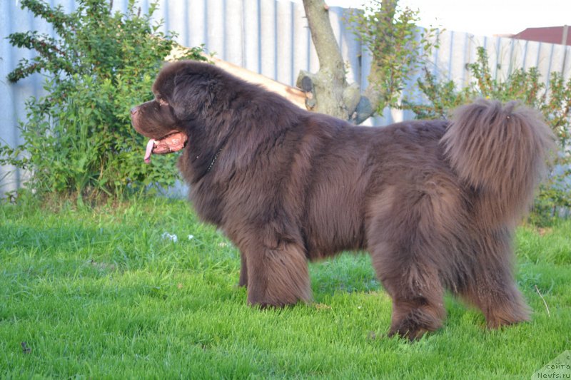 Фото: ньюфаундленд Акватория Келвин Риверданс (Aquatoriya Kelvin Riverdance)