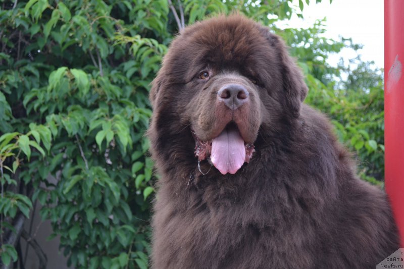 Фото: ньюфаундленд Акватория Келвин Риверданс (Aquatoriya Kelvin Riverdance)