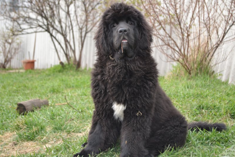 Фото: ньюфаундленд Талисман Моря Ла-Валетта