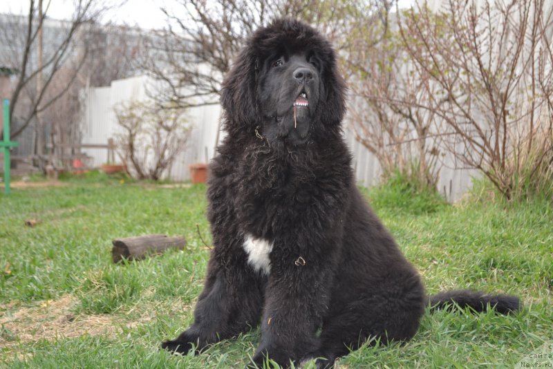 Фото: ньюфаундленд Талисман Моря Ла-Валетта