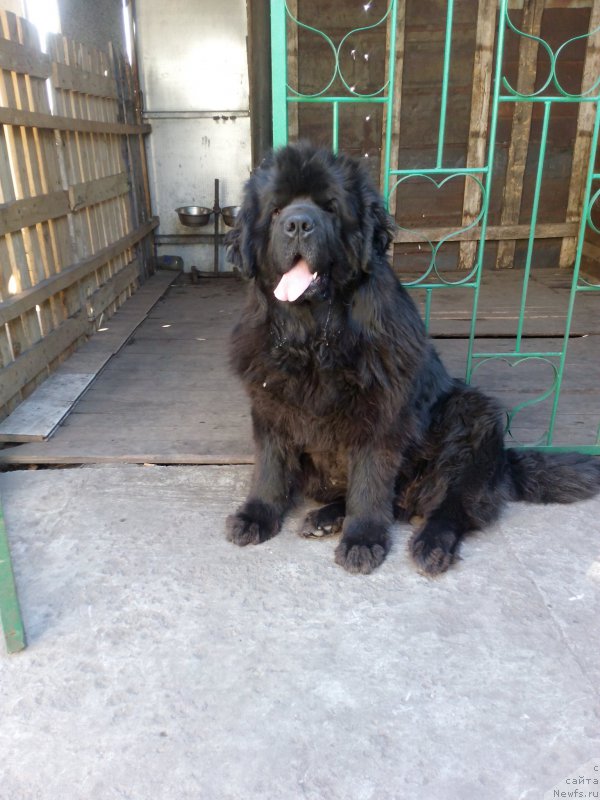 Фото: ньюфаундленд Сент Джонс Заура (Sent Djons Zaura)