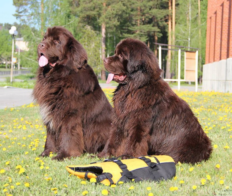 Фотография № 207845