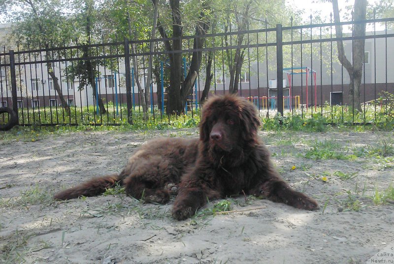 Фото: ньюфаундленд Браунблад МСК Сайлас Соул Дрим