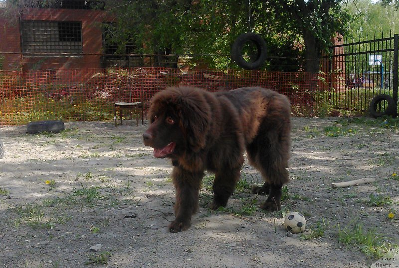 Фото: ньюфаундленд Браунблад МСК Сайлас Соул Дрим