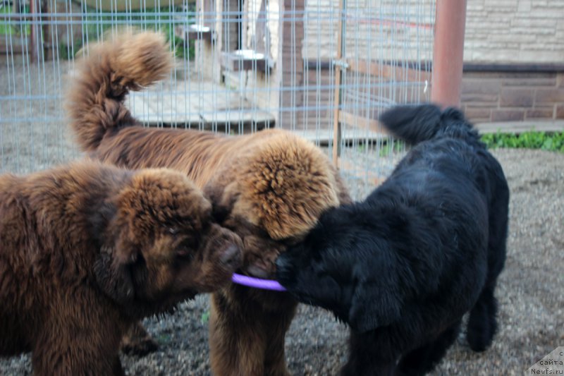 Фотография № 207872